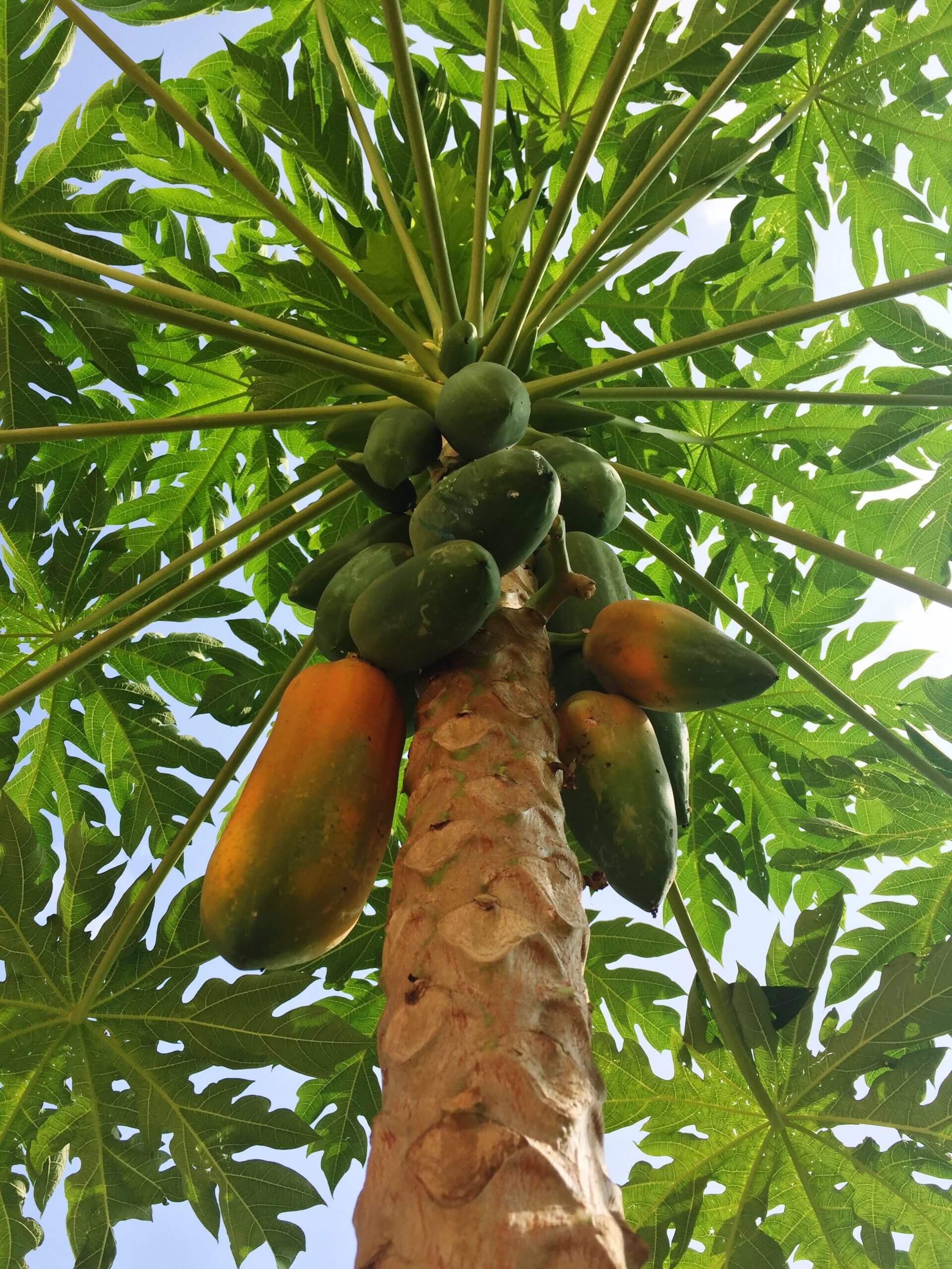 Papaja sycylijska ORGANICZNA 4kg świeża papaja Formosa