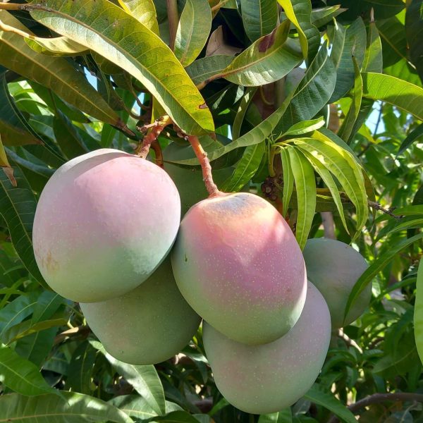 Mangue sicilienne colorée poussant sur l'arbre à Giarre