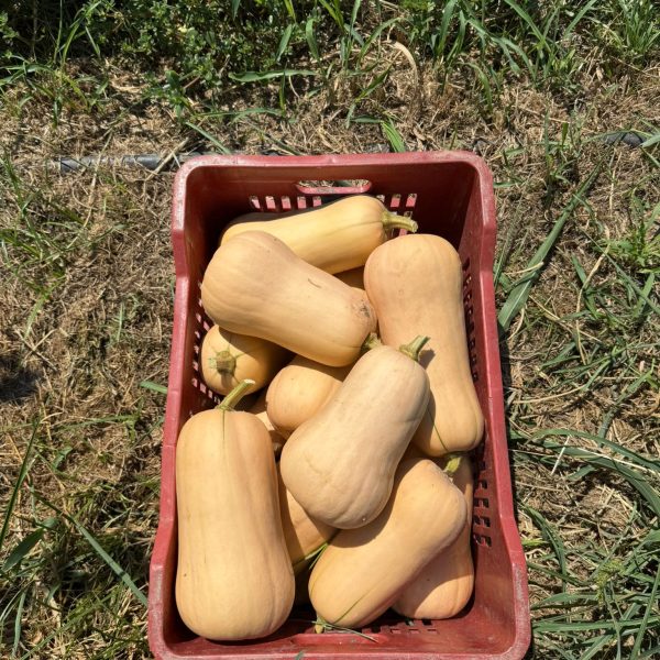 Courge Butternut Waltham entière posée sur un plan de travail bois