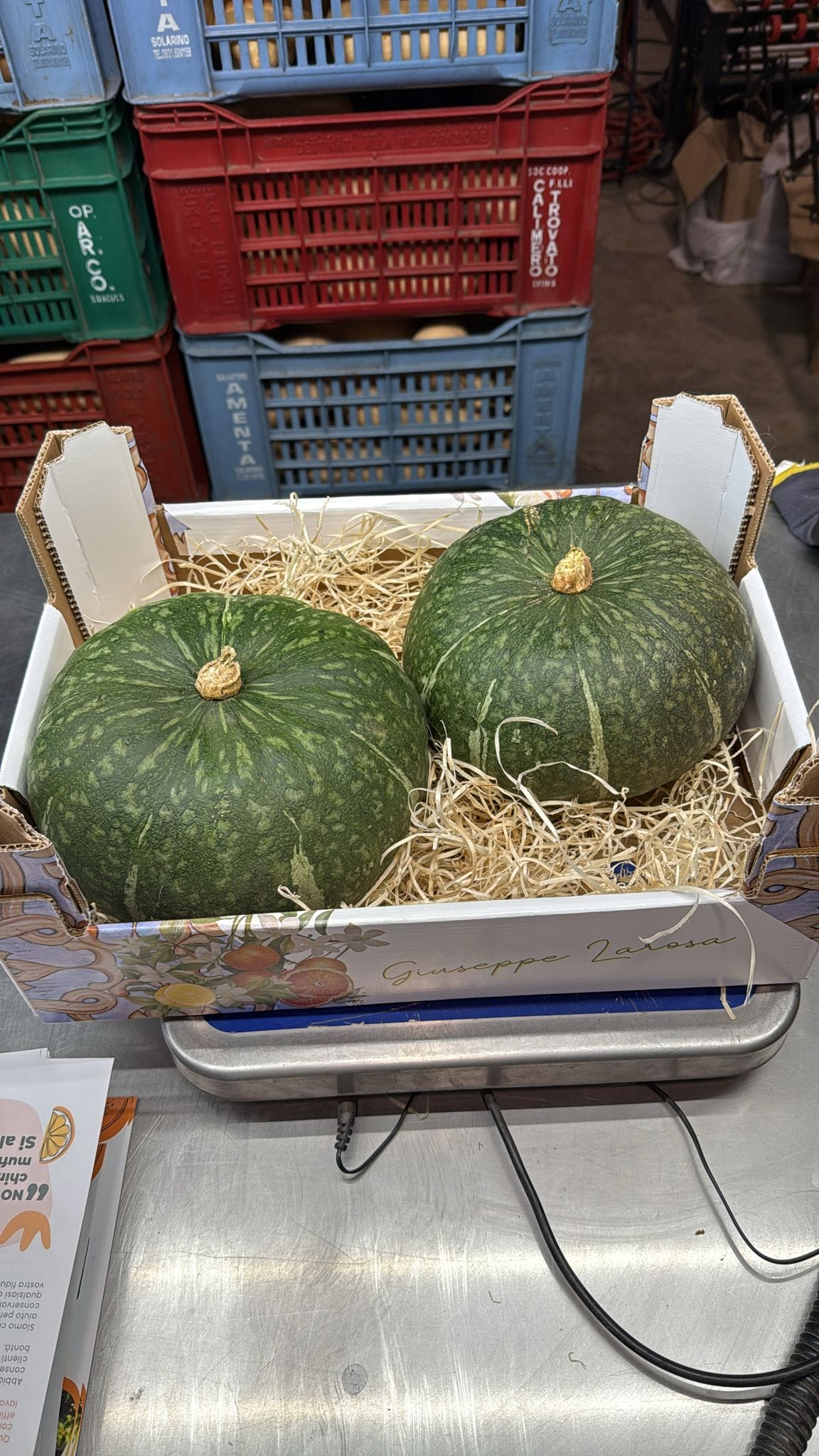 Zucca Delica 1,5-2kg - Dolcezza Siciliana