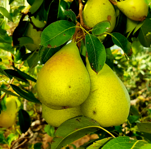 Pere coscia dell'Etna fresche con polpa bianca e buccia sottile