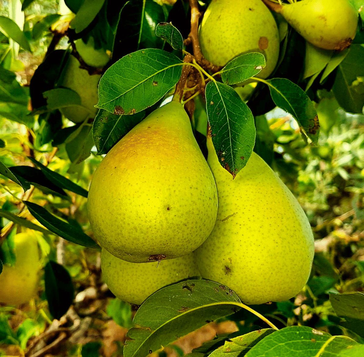 Pere coscia dell’Etna fresche con polpa bianca e buccia sottile Pere coscia dell'Etna fresche con polpa bianca e buccia sottile