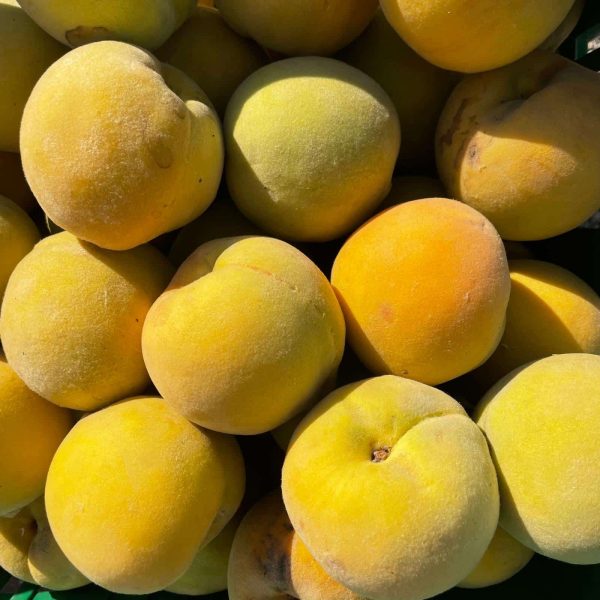 Yellow Peaches Leonforte 1kg