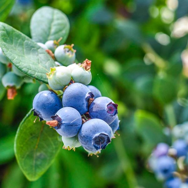 Myrtilles bleues fraîches récoltées en Sicile dans la province de Raguse.