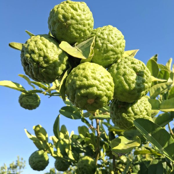 Kaffir Lime Siciliano