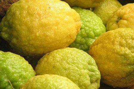 Cedro Siciliano
