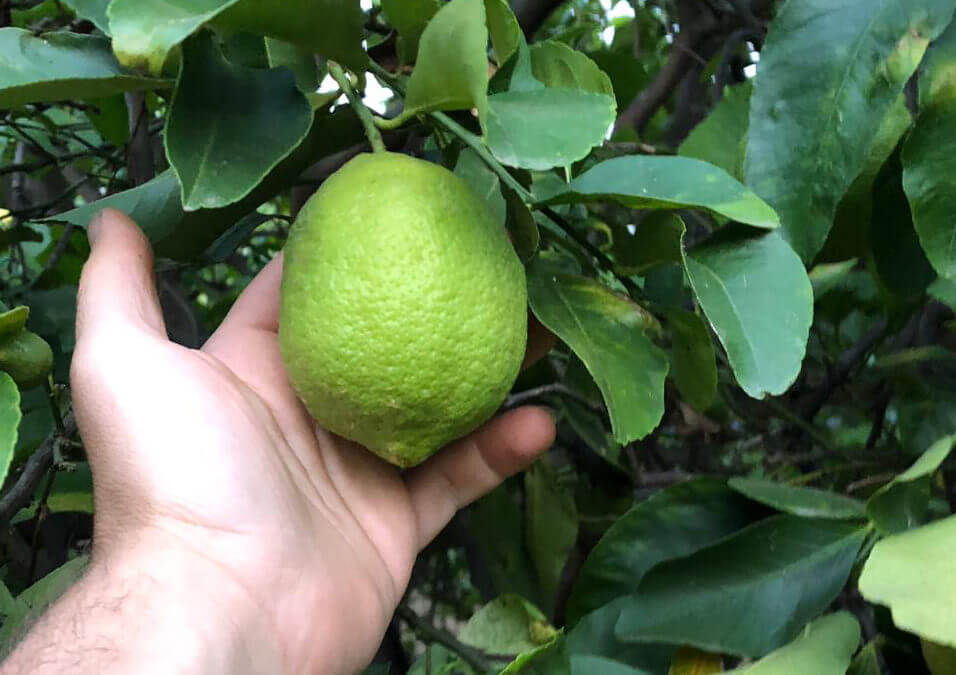 Limone Verdello : le citron d&rsquo;été unique de la Sicile
