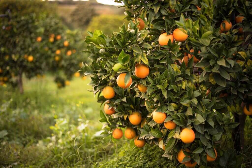 Oranges: All Varieties, Differences and Main Characteristics