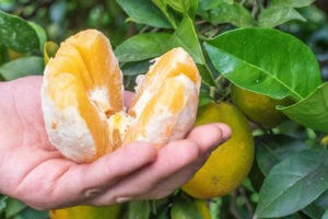 Oranges Navel de table
