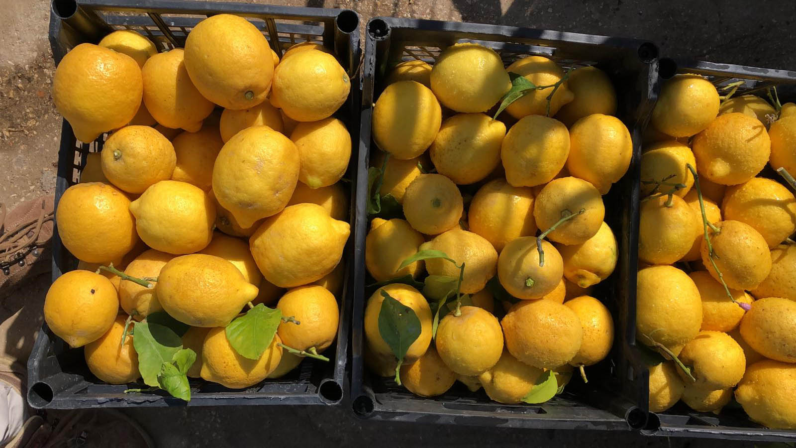 Le jus de citron le matin pour perdre du poids: la vérité