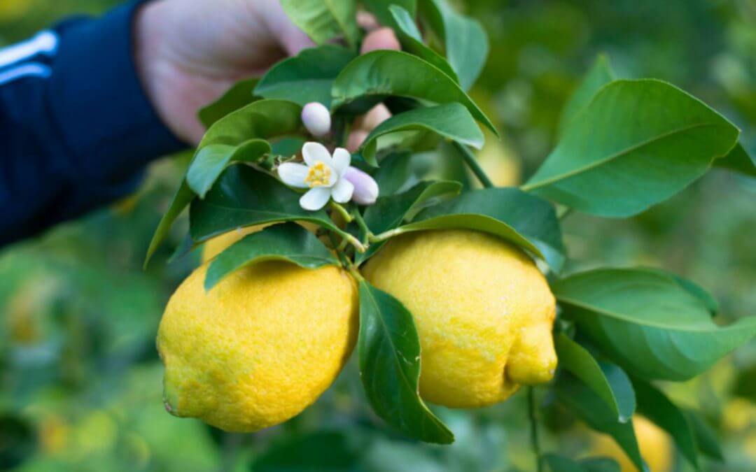 Citron et reins: découvrez comment purifier et combattre les calculs rénaux