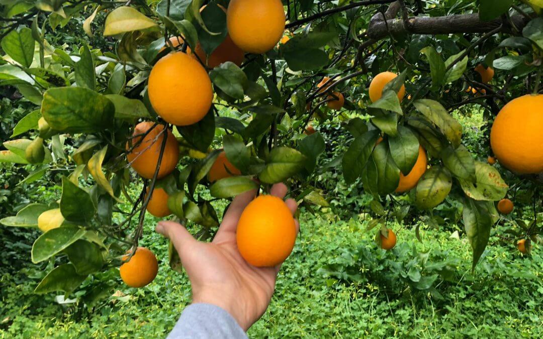 Orange Ovale ou Valencia : laquelle choisir au printemps