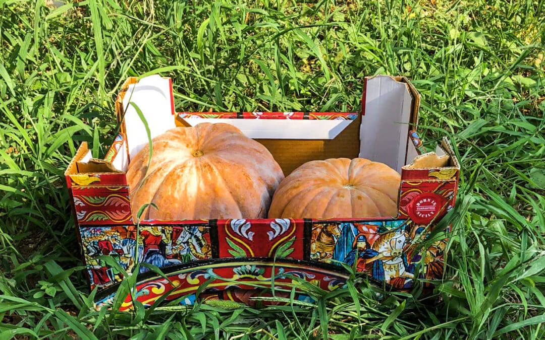 Le potiron muscadin de Provence : caractéristiques et recettes