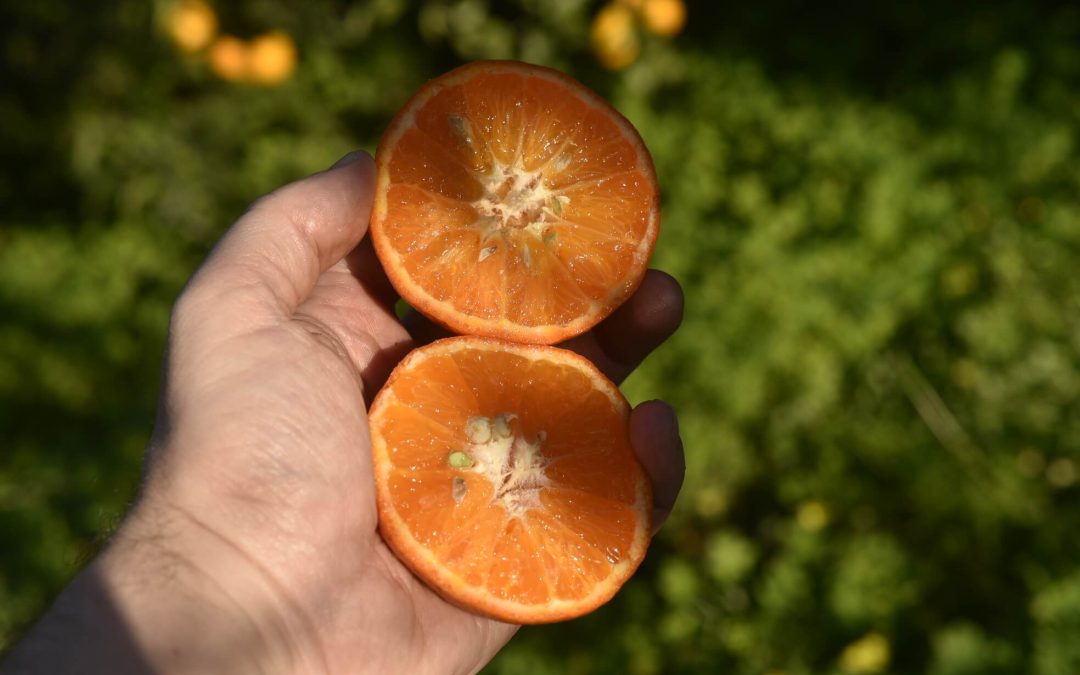 Mandarin, clementine and mandarin hybrids: differences you can actually taste