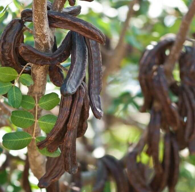 Locust bean and almond spread without cocoa