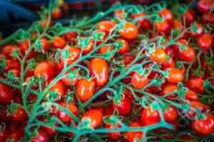 Tomates Datterino rouges