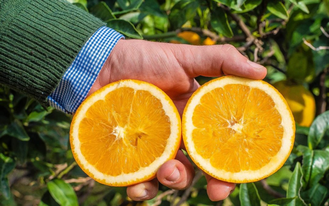 Seedless oranges: which varieties to choose and why some seeds may appear