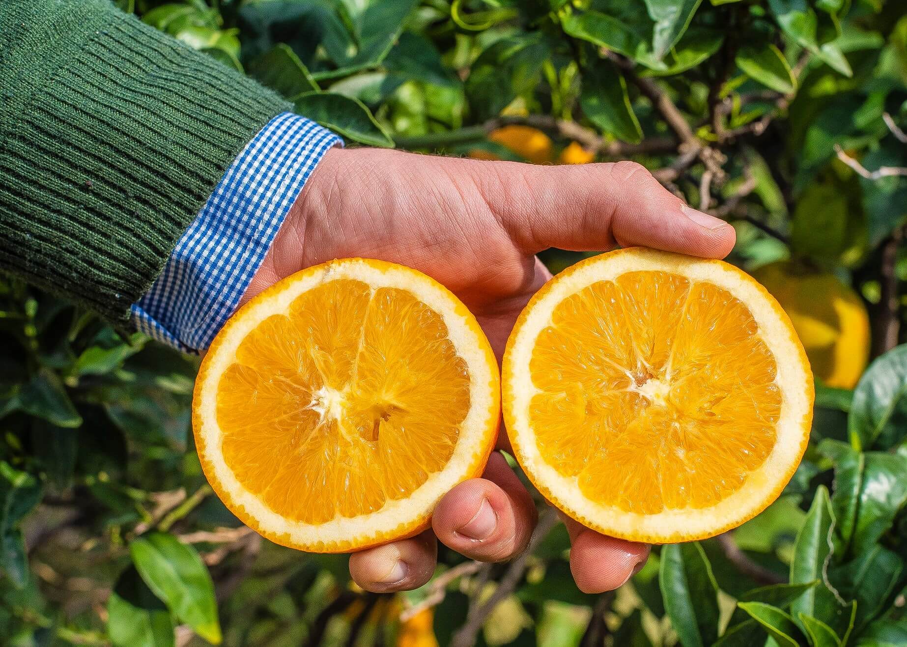 Oranges Navel Bio de Sicile - Sucrées et Sans Pépins