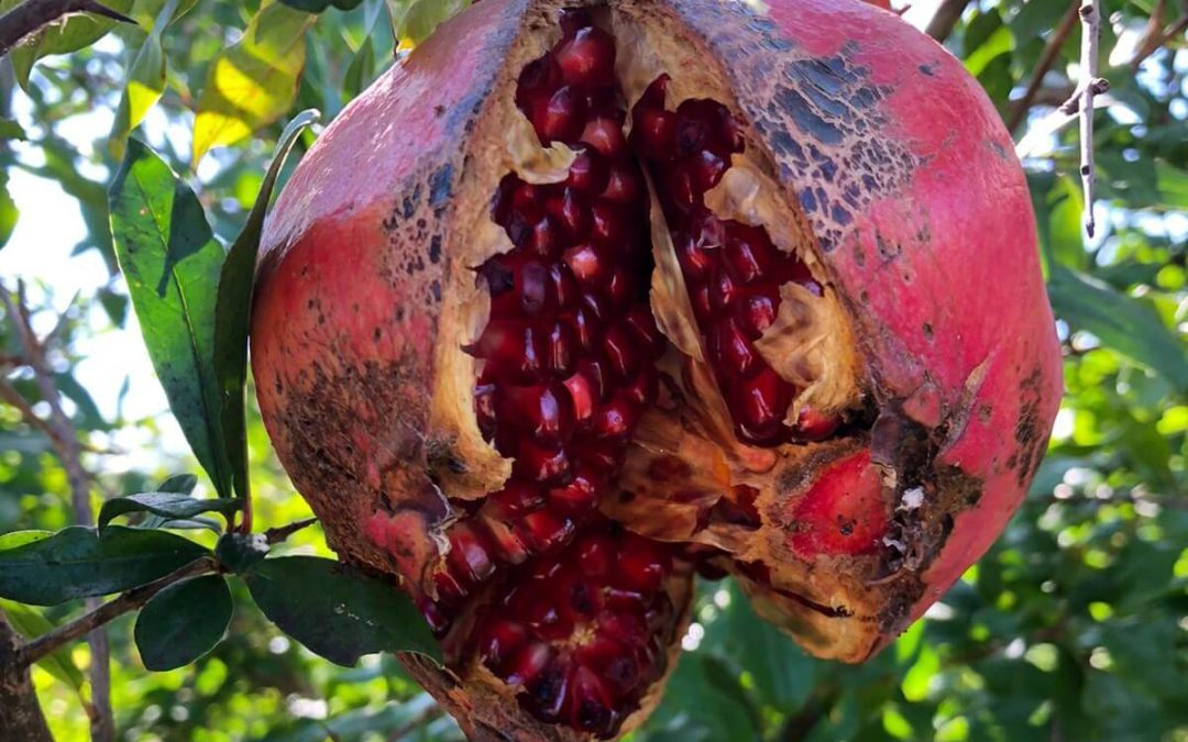Recettes à la grenade : 10 idées sucrées et salées pour l&rsquo;utiliser autrement qu&rsquo;en décoration