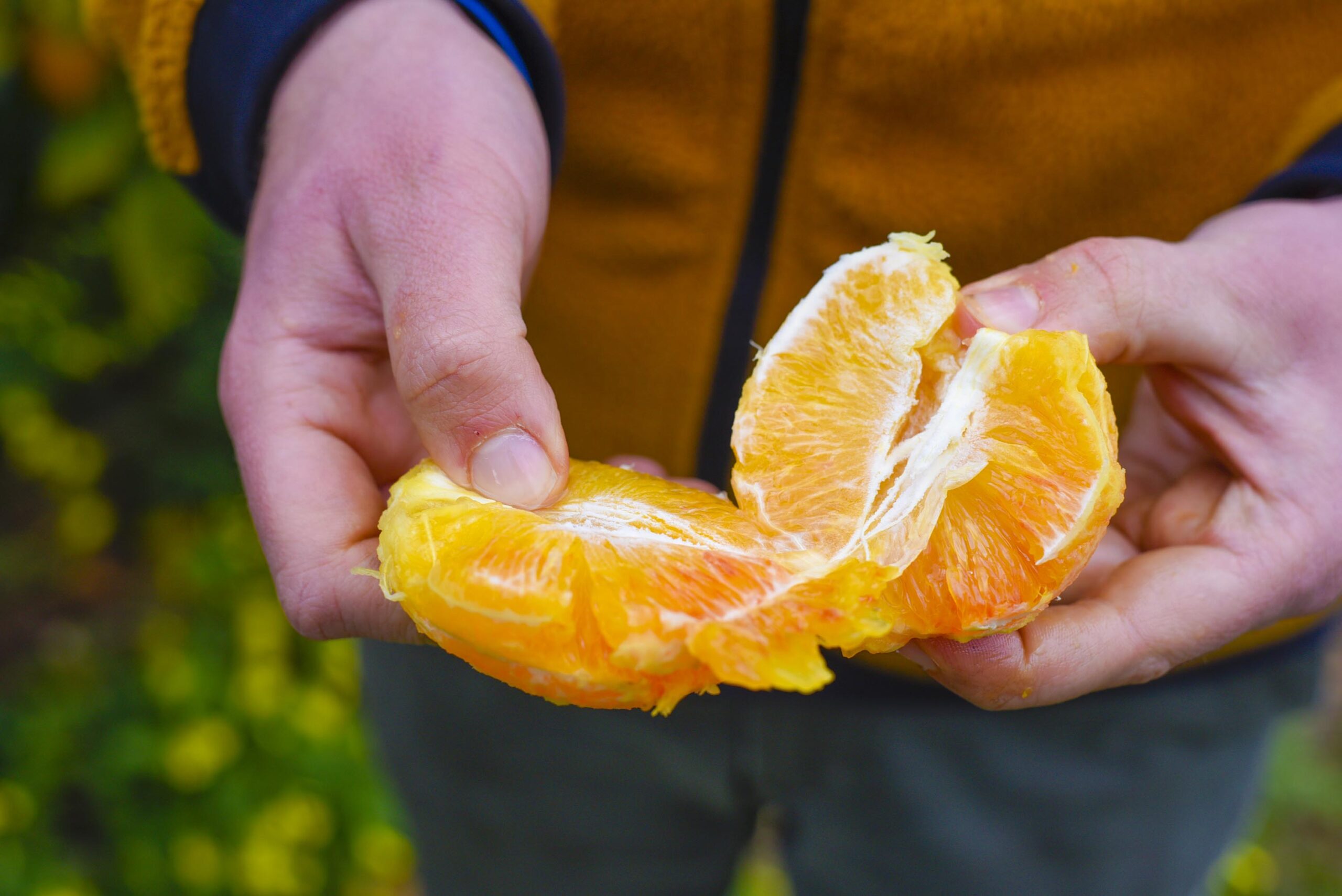 Orangen: Entdecken Sie die Eigenschaften, und Kalorien Nährwerte