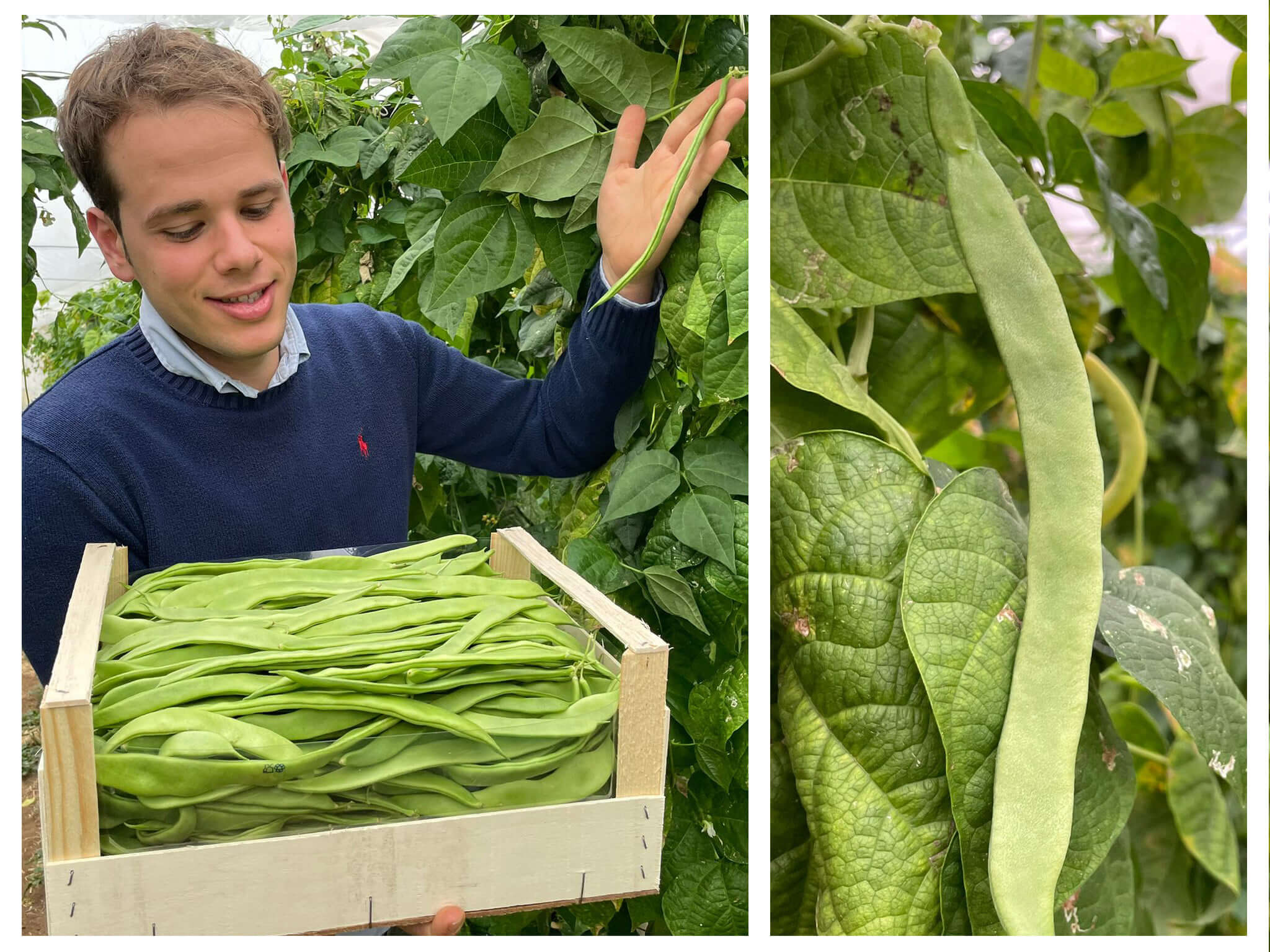 Taccole ou Piattoni : Qu&rsquo;est-ce que c&rsquo;est et comment les cuisiner avec une recette savoureuse ?