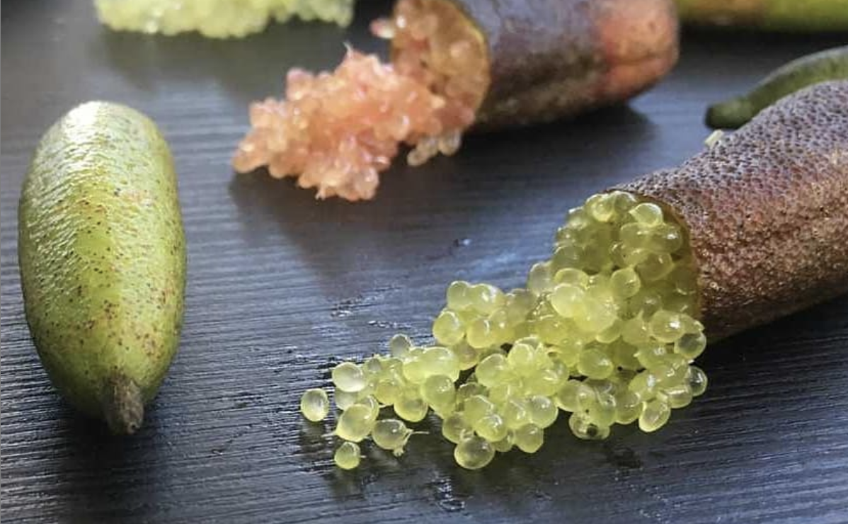 Citron caviar frais d'Italie - variété faustrime - Finger Lime Italia