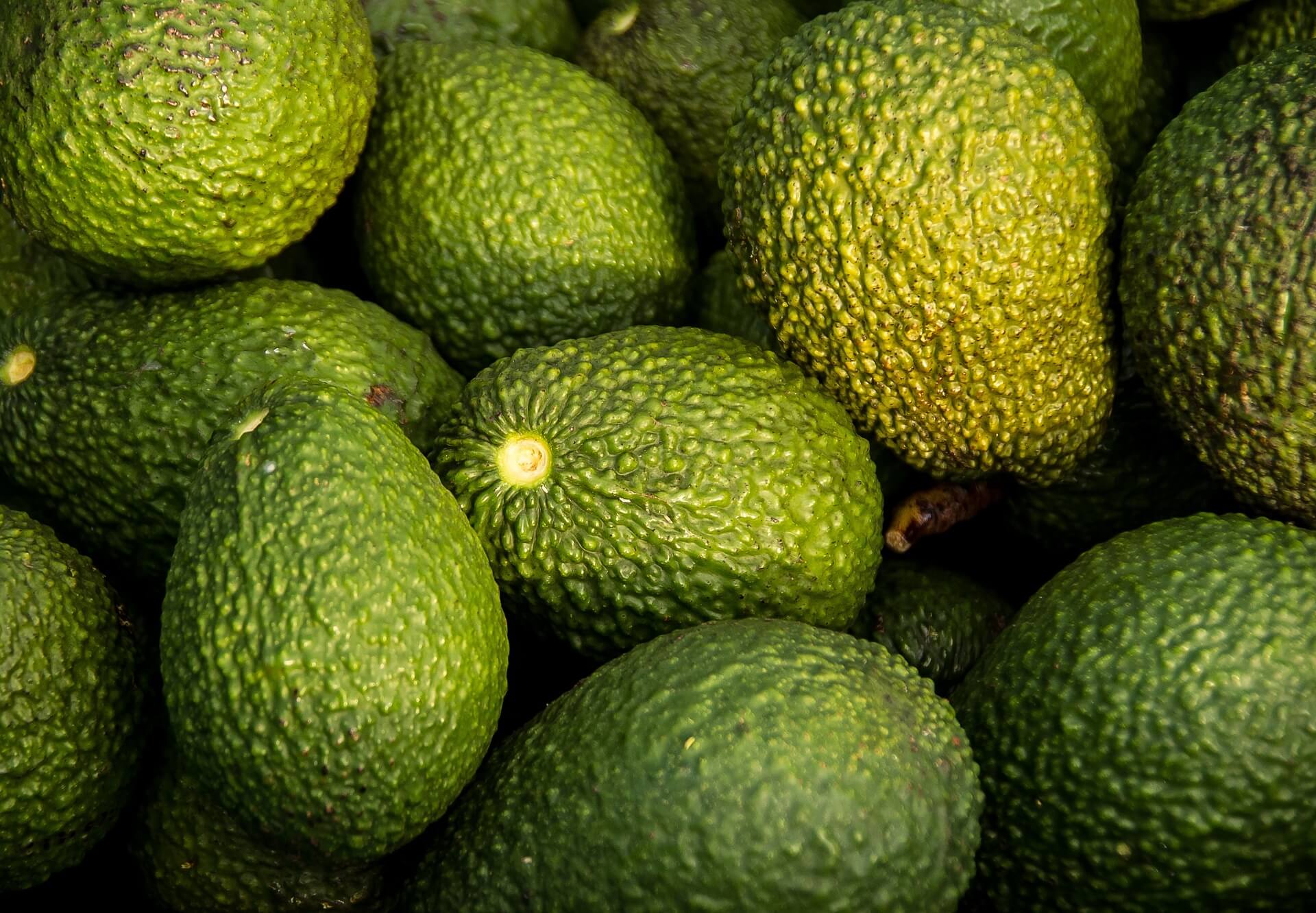 Avocat sicilien entier Avocat sicilien entier