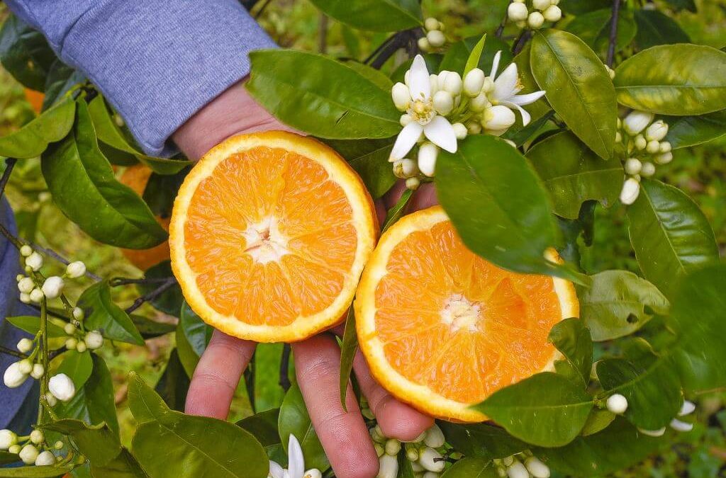 Orange Vaniglia de Sicile : goût, saison et faible acidité