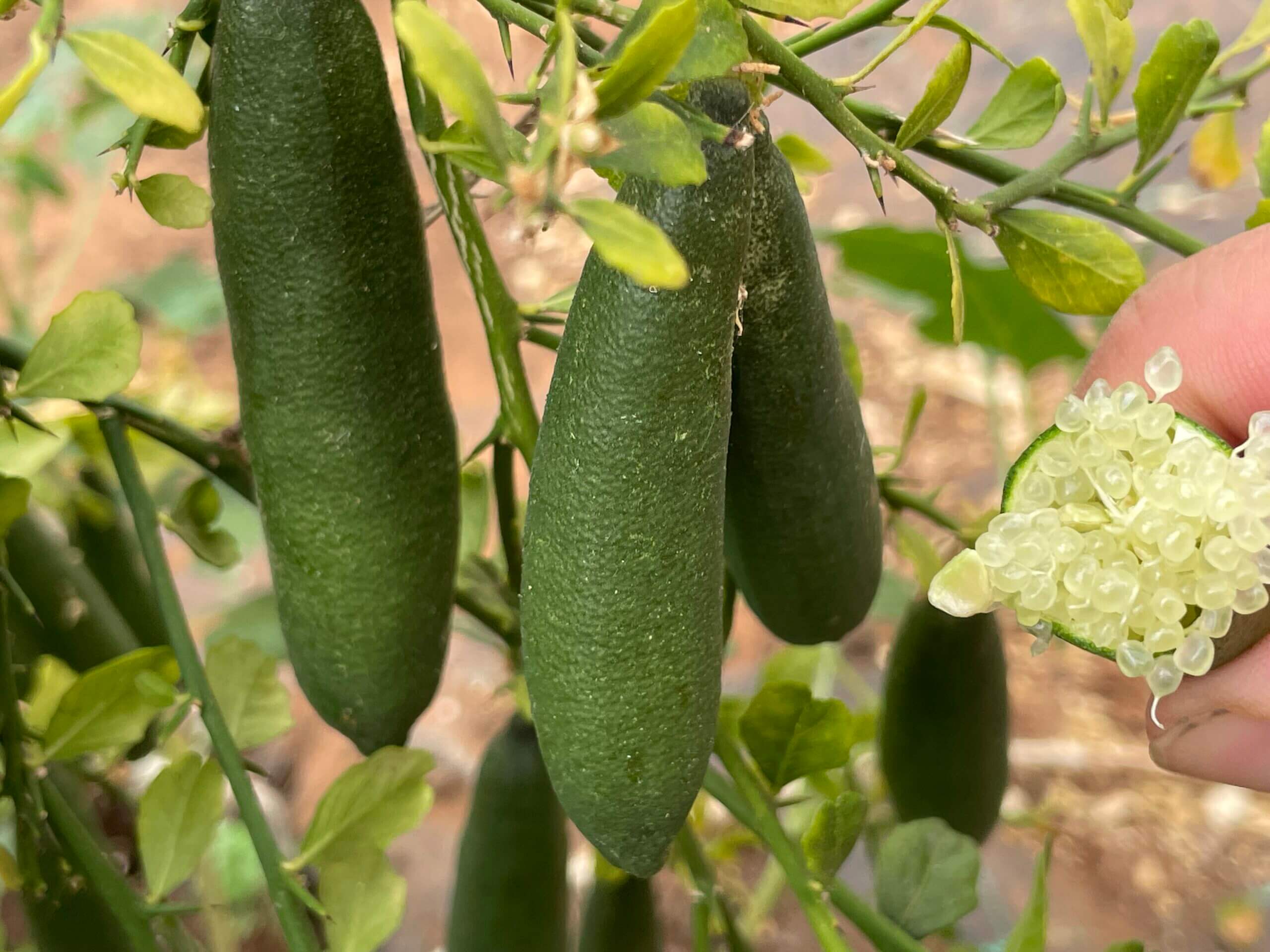 Fingerlime Siciliano - Limone Caviale di Sicilia