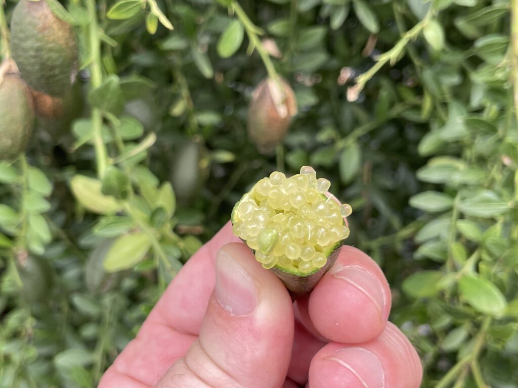 Fingerlime Siciliano - Limone Caviale di Sicilia