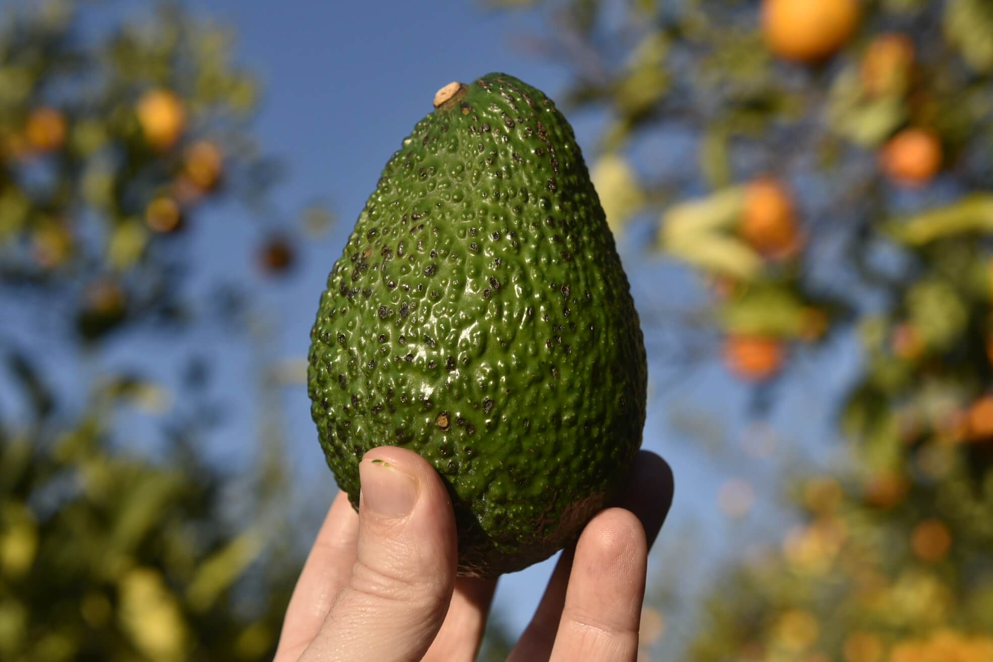 Sicilien Avocat Box 4kg - Mix Variétés