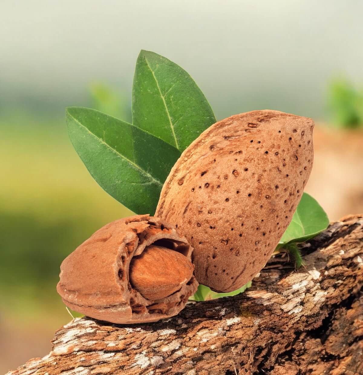 Almond Pizzuta in Shell 1kg