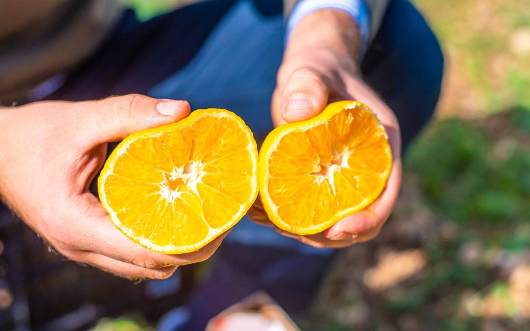 Clémentine Primosole ou Nova : saison et différences