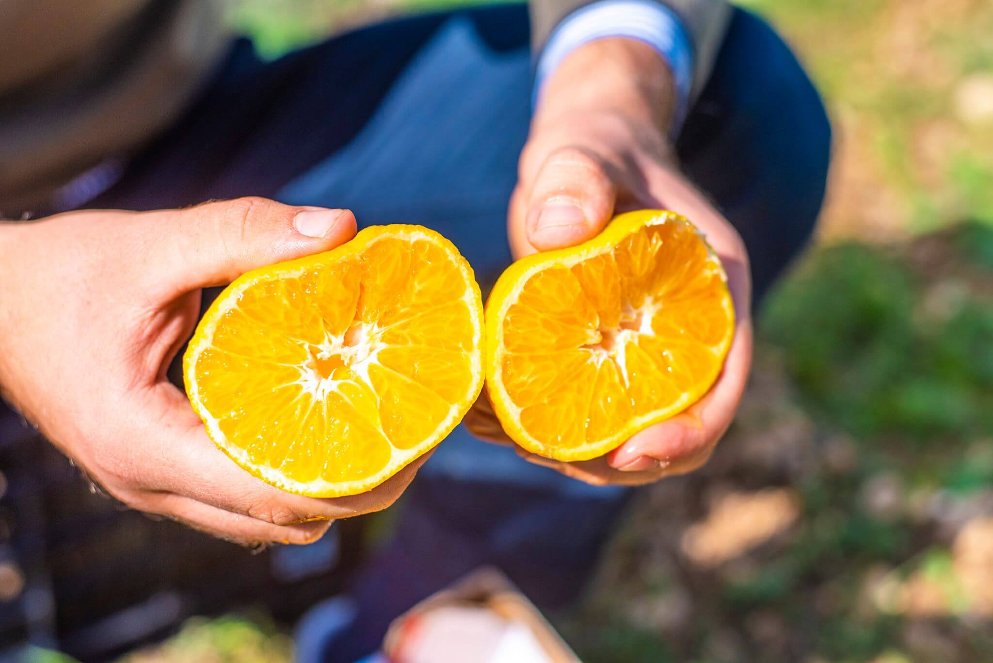 Clementine Primosole Siciliane - Cassetta Bio