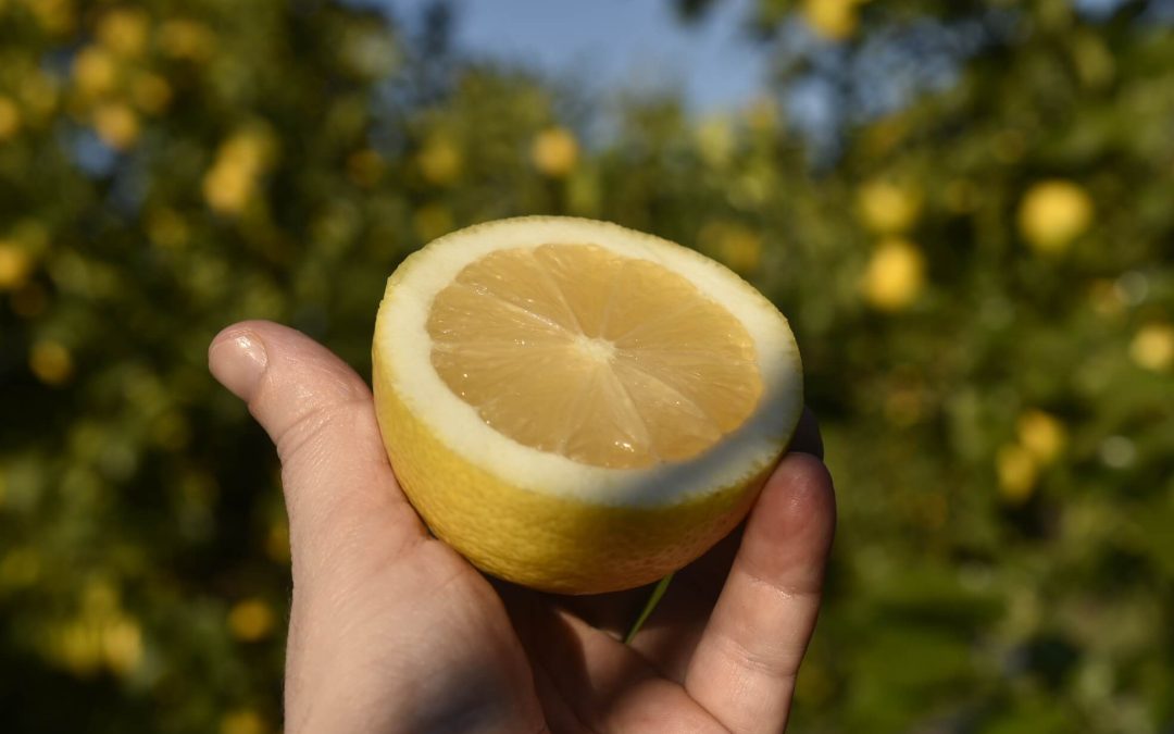 How to store fresh lemons for longer without spoiling them