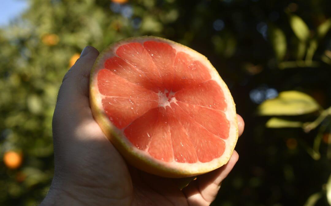 Non-alcoholic pink grapefruit and rosemary cocktail