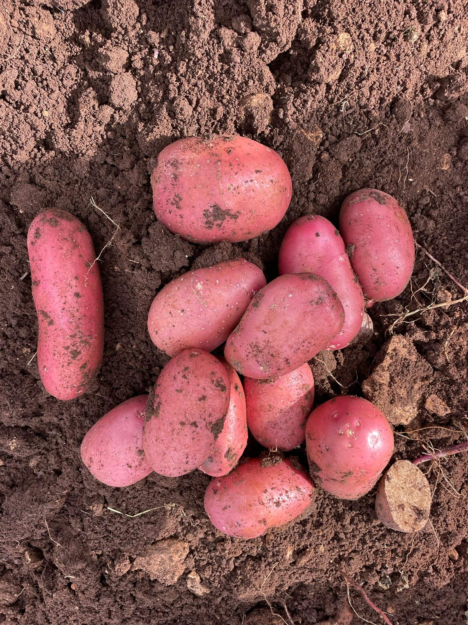 Red Potato 1kg
