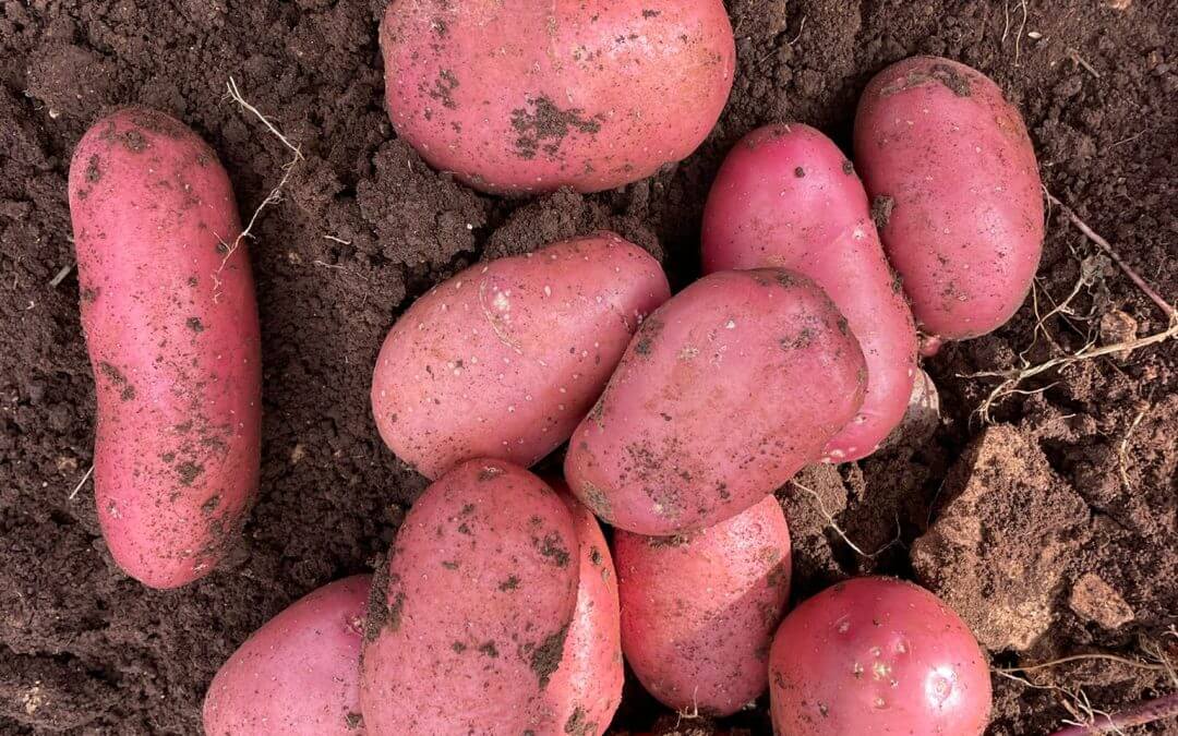 Pomme de terre rouge de Syracuse : différences et cuissons