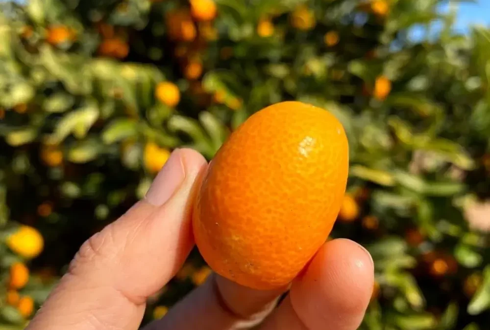 Syracuse kumquat: how to eat it and quick recipe