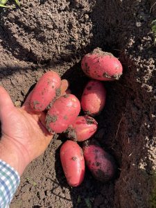 Pommes De Terre Rouges