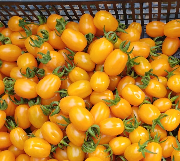 Red, yellow and orange datterino tomatoes: differences in taste
