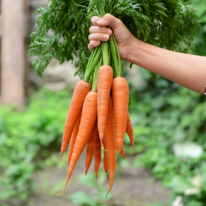 Carottes nouvelles fraîches