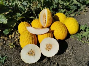 Melon Gialletto 1 pièce = 1,5–2 kg