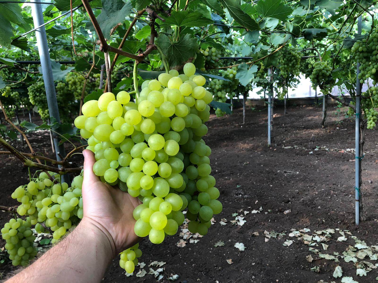 Winogrona Białe Vittoria 500g
