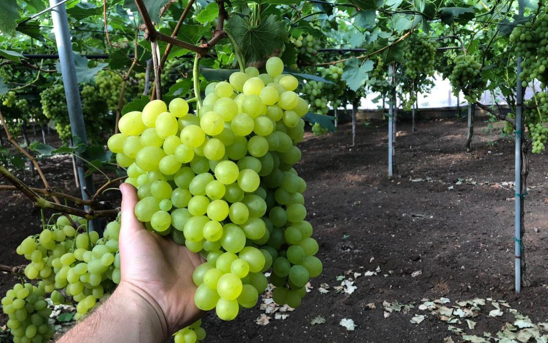 Raisin Vittoria de Sicile : saison et conservation