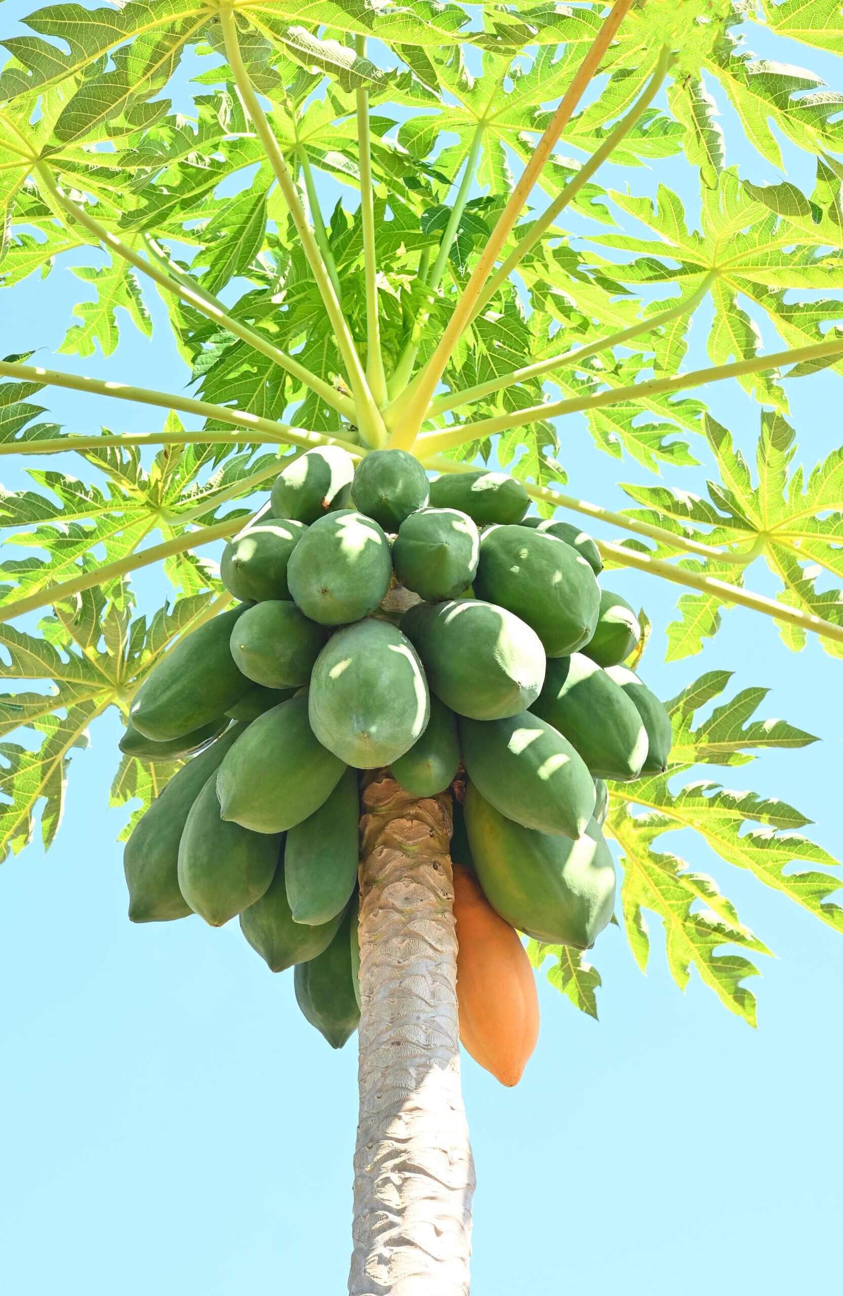 Papaye Sicilienne BIO Formosa - 4 kg