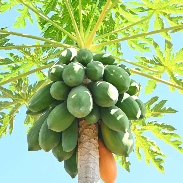 Formosa Papaja sycylijska ORGANICZNA 4kg owoce na drzewie w sycylijskim sadzie