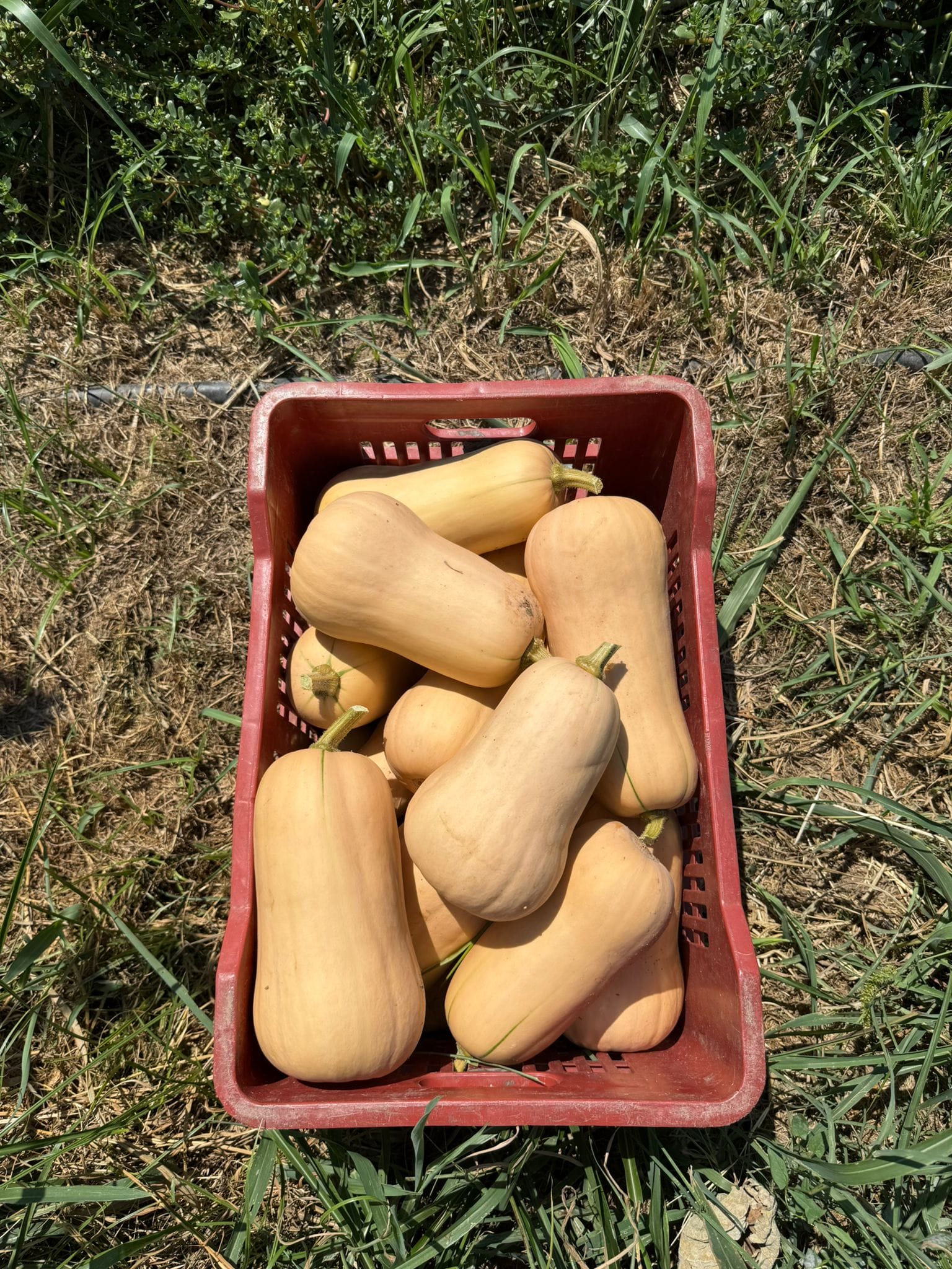 Butternut-Kürbis aus Solarino 1 - 1,5kg