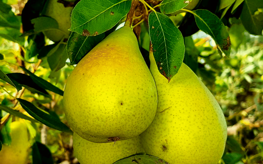 Coscia pear from Mount Etna: season and pairings