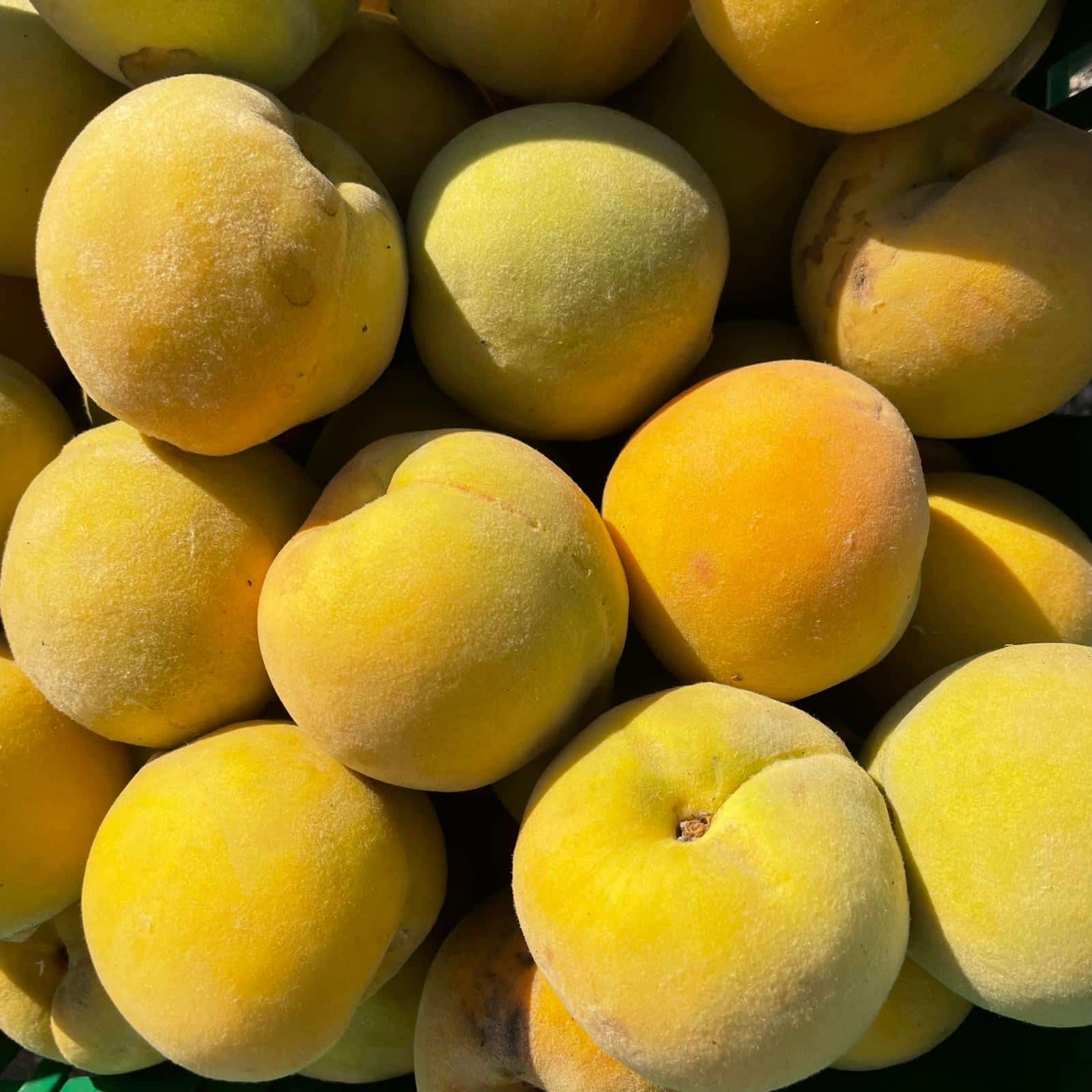 Yellow Peaches Leonforte 1kg